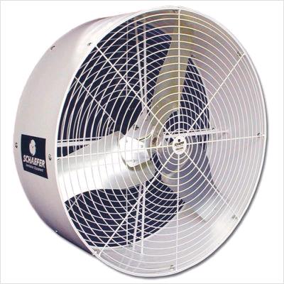Rental store for FAN, 36 in Mycity ZZ